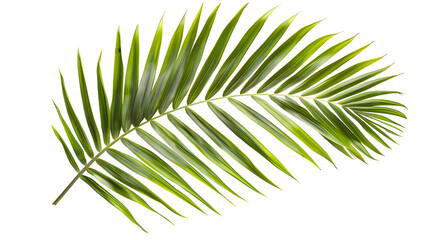 Obraz premium Green palm leaf, tropical isolated on white transpararent background. PNG.