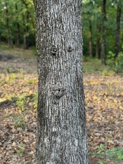 Tree face