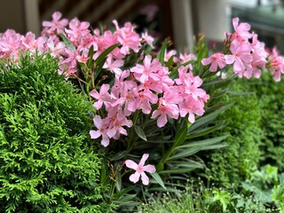 Oleander nerium pink flowers ornamental plant 