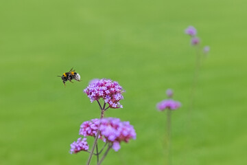 The bumblebee takes off from the pink-coloured flower.