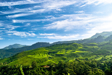 landscape of the mountains in Munnar tea plantation Kerala