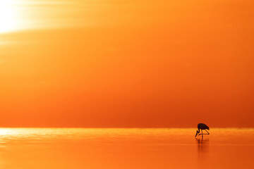 Greater Flamingos, sunrise and dramatic reflection at Asker coast of Bahrain