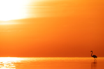Greater Flamingos, sunrise and dramatic reflection at Asker coast of Bahrain