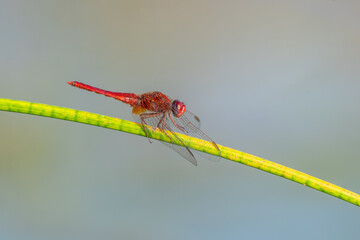 Male scarlet crocothemis (Crocothemis erythraea) perched on a rush stem.