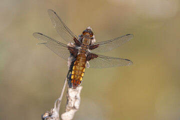 Broad-bodied Chaser (Libellula depressa) female perched on a stem at the edge of a marsh.