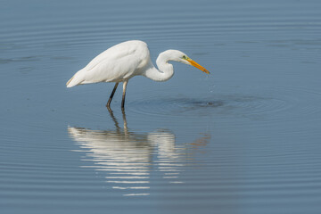 Great egret (Ardea alba) searching for fish.