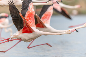 Fototapeta premium Flamingos (Phoenicopterus roseus) taking flight from a pond.