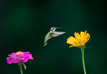 hummingbird feeding on flower