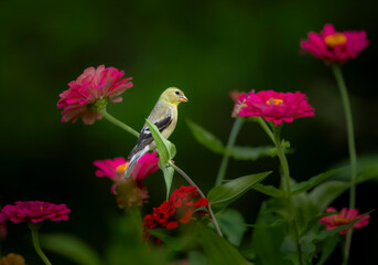 goldfinch on red flowers