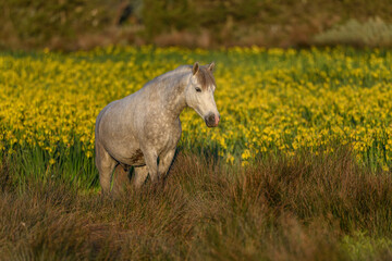 Camargue horse in a marsh filled with yellow irises.