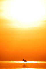 Greater Flamingos, dramatic sunrise and bokeh at Asker coast, Bahrain