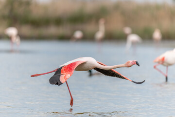 Flamingos (Phoenicopterus roseus) taking flight from a pond.