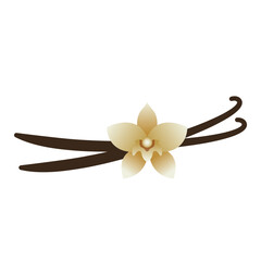 vanilla flower with vanilla bean sticks vector illustration logo icon clipart