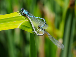 Blue damselflies