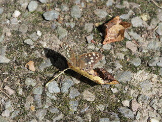 Speckled Wood butterfly