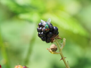 Ripe blackberry with fly