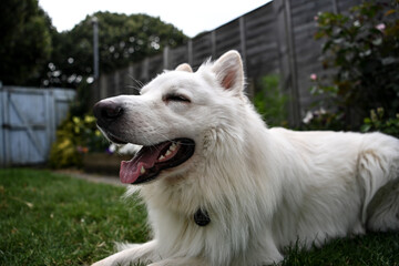 portrait of a white dog
