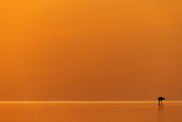 Greater Flamingo feeding  with beautiful hue during sunrise, Bahrain
