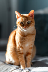 gray tabby cat with green eyes on a sofa under the light of the window