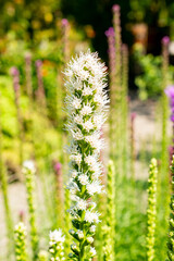 Obraz premium Dense blazing star or Liatris Spicata plant in Saint Gallen in Switzerland