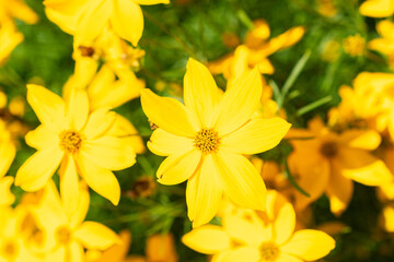 Fototapeta premium Whorled tickseed or Coreopsis Verticillata plant in Saint Gallen in Switzerland