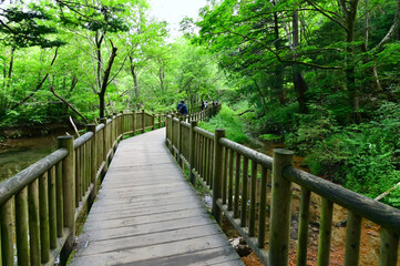 Obraz premium Hiking Trails from Taisho Pond to Kappa-bashi Bridge at Kamikochi