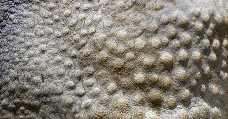 Rhino skin texture. Rhinoceros skin pattern for background.