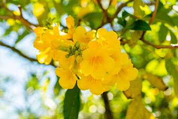 Yellow trumpetbush or Tecoma Stans plant in Saint Gallen in Switzerland