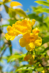 Yellow trumpetbush or Tecoma Stans plant in Saint Gallen in Switzerland