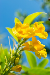 Yellow trumpetbush or Tecoma Stans plant in Saint Gallen in Switzerland