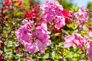 Phlox Paniculata Elisabeth Arden plant in Saint Gallen in Switzerland
