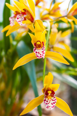 Elegant Yellow Orchid Blossoms with Delicate Pink Patterns. Macro Shot of Cymbidium Orchids...