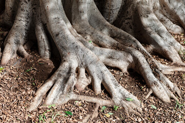Majestic tree with exposed roots, symbolizing strength and resilience in nature. Roots are spread out and appear to be reaching deep into the ground