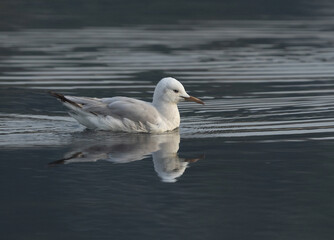 Portraif of a Sender-billed seagull at Tubli bay, Bahrain