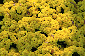 Bush of blooming yellow chrysanthemum flower background. Bright yellow chrysanthemums in the autumn garden 