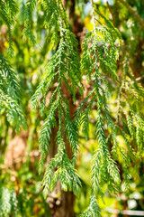 Taiwania Cryptomerioides plant in Saint Gallen in Switzerland