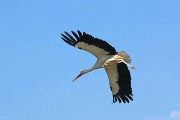 White Stork flying in a blue sky