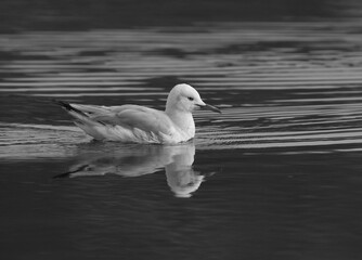 Sender-billed seagull swimming at Tubli bay, Bahrain