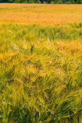 Ripening Barley Crop: Agricultural Landscape in Warm Light