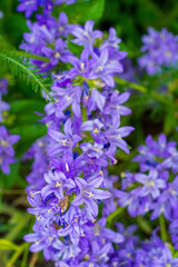 Obraz premium Lush Cluster of Bellflowers in Garden Setting. Macro View of Lavender Campanula Flowers with Soft Focus Background