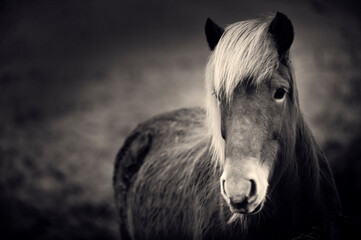 Retrato de caballo islandés