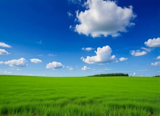Obraz premium green field and blue sky
