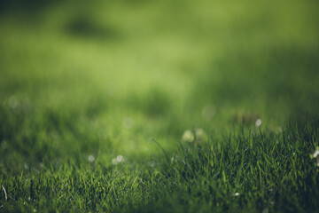 A field of green grass with a few weeds in it