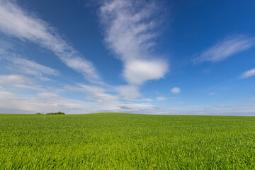 beautiful green wheat sprouts in sunny weather