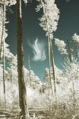 Eine Wolke hinter den Bäumen wie eine Flamme