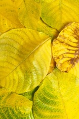 The butterflies in the clip appear to be from the genus Cethosia commonly known as Lacewing butterflies. Their vibrant orange and black patterns with white markings are distin butterfly on flower