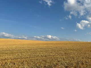 grain field