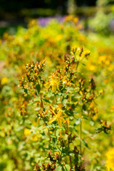 Fototapeta premium Imperforate Saint John wort or Hypericum Maculatum plant in Saint Gallen in Switzerland