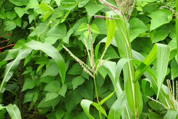greater quaking grass plant macro photo