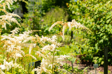 Astilbe Thunbergii plant in Saint Gallen in Switzerland